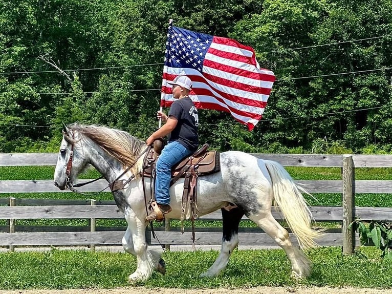 Gypsy Horse Gelding 6 years 14,3 hh Gray-Dapple in Crab Orchard, KY