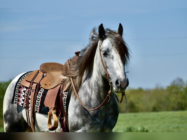 Gypsy Horse Gelding 6 years 14,3 hh Gray-Dapple in Crab Orchard, KY