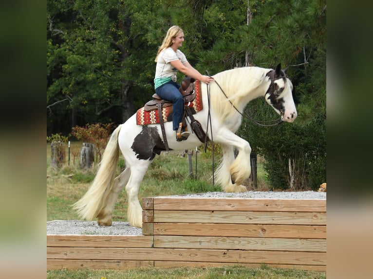 Gypsy Horse Gelding 6 years 14.3 hh Tobiano-all-colors in Leeds
