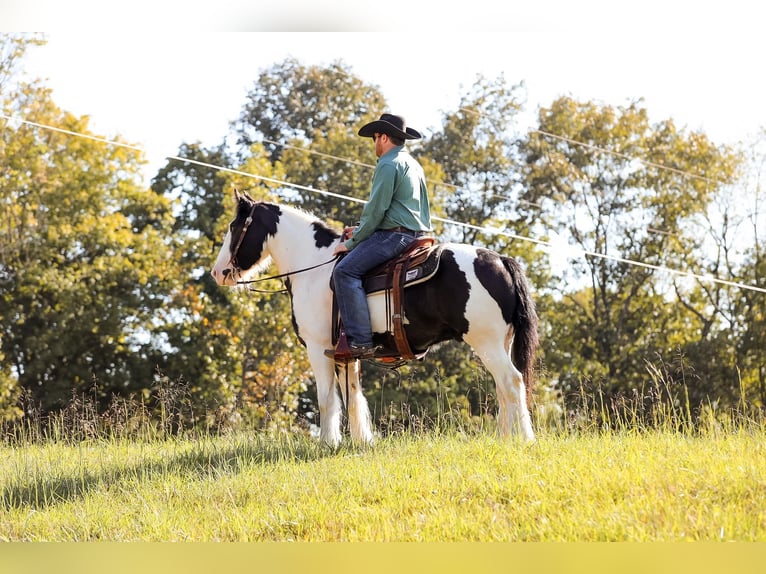 Gypsy Horse Gelding 6 years 14.3 hh Tobiano-all-colors in Santa Fe, TN