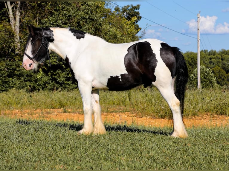 Gypsy Horse Gelding 6 years 14.3 hh Tobiano-all-colors in Santa Fe, TN