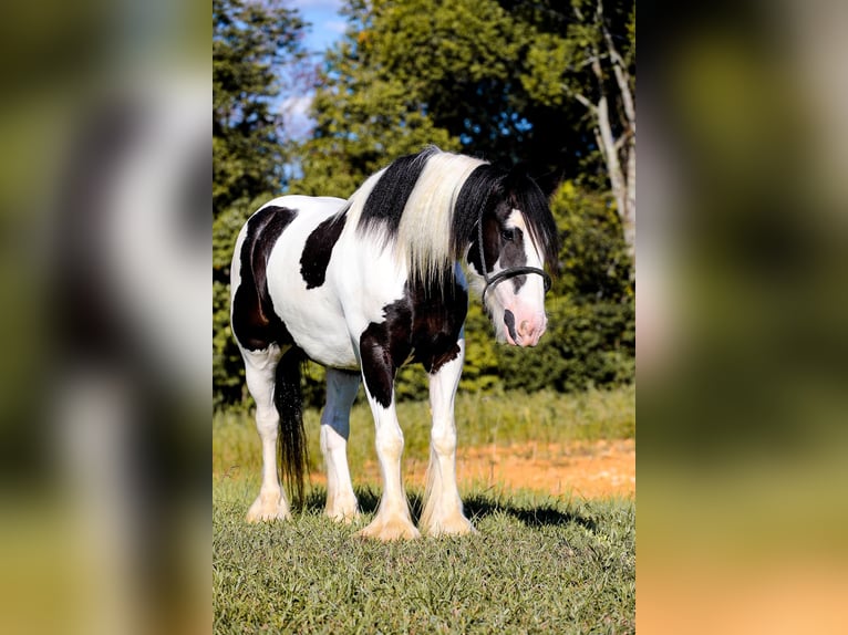 Gypsy Horse Gelding 6 years 14.3 hh Tobiano-all-colors in Santa Fe, TN