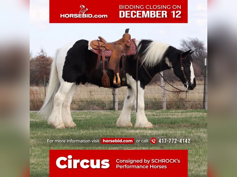 Gypsy Horse Gelding 6 years 14,3 hh in Purdy, MO
