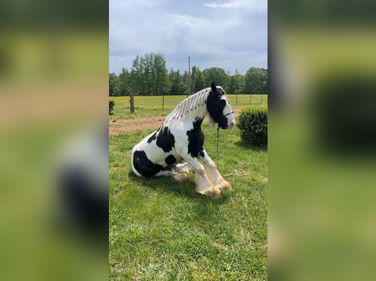 Gypsy Horse Gelding 6 years 14 hh Black in Edinburgh