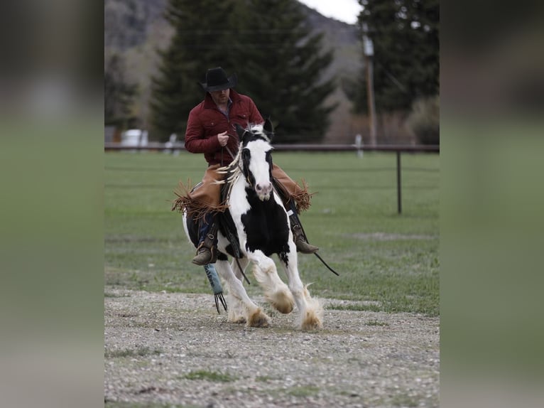 Gypsy Horse Gelding 6 years 14 hh Black in Edinburgh