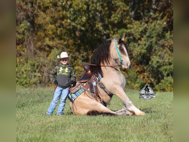 Gypsy Horse Gelding 6 years 14 hh Buckskin in Mount Vernon