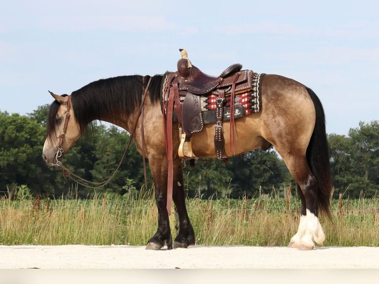Gypsy Horse Mix Gelding 6 years 14 hh Buckskin in Mount Vernon