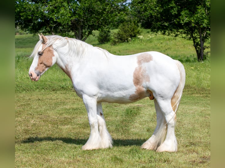 Gypsy Horse Gelding 6 years 14 hh Palomino in Madill