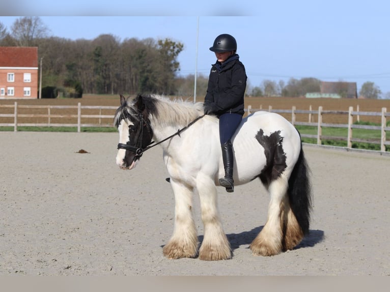Gypsy Horse Gelding 6 years 14 hh Pinto in Pepingen