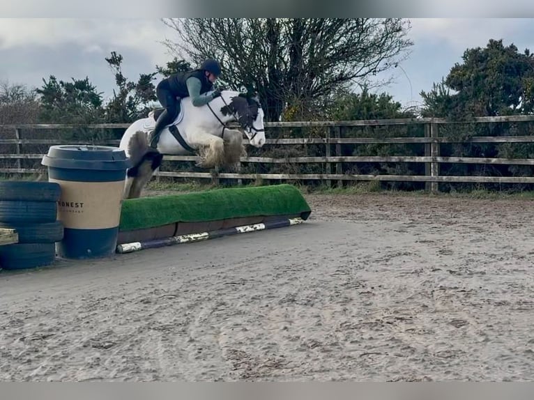 Gypsy Horse Gelding 6 years 14 hh Pinto in Pepingen