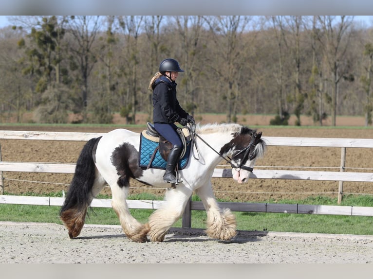 Gypsy Horse Gelding 6 years 14 hh Pinto in Pepingen