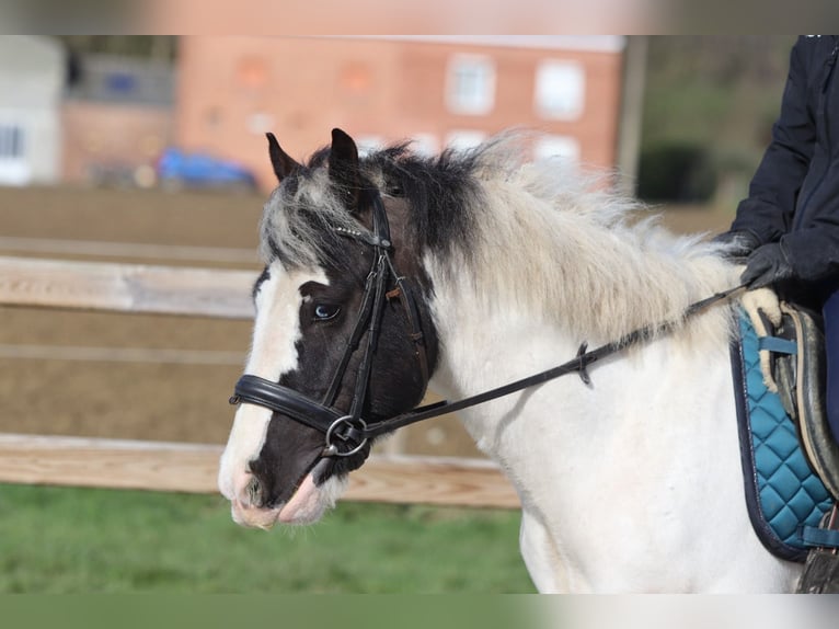 Gypsy Horse Gelding 6 years 14 hh Pinto in Pepingen