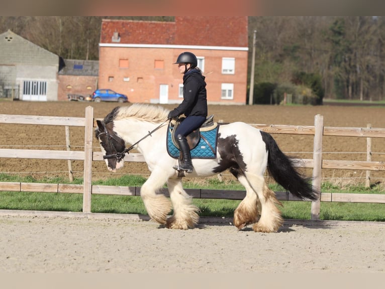 Gypsy Horse Gelding 6 years 14 hh Pinto in Pepingen