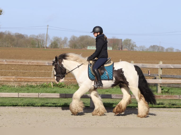 Gypsy Horse Gelding 6 years 14 hh Pinto in Pepingen