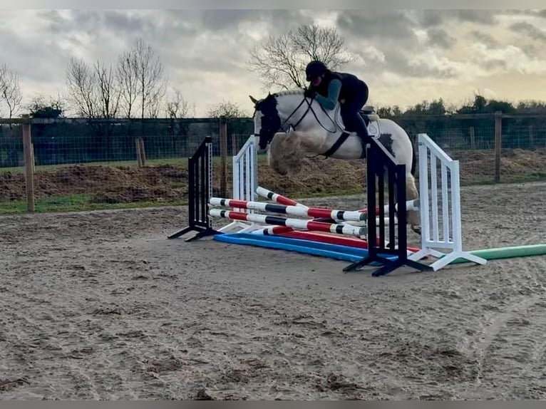 Gypsy Horse Gelding 6 years 14 hh Pinto in Pepingen