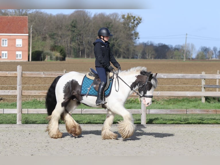 Gypsy Horse Gelding 6 years 14 hh Pinto in Pepingen