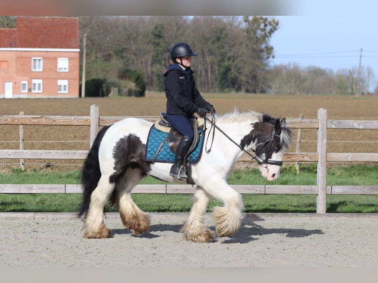 Gypsy Horse Gelding 6 years 14 hh Pinto in Pepingen