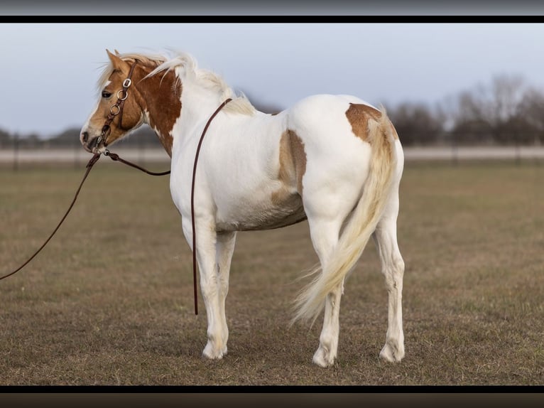 Gypsy Horse Gelding 6 years 14 hh Tobiano-all-colors in Victoria