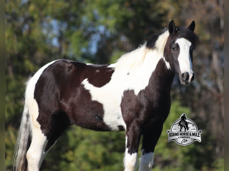 Gypsy Horse Gelding 6 years 14 hh Tobiano-all-colors in Mount Vernon, KY