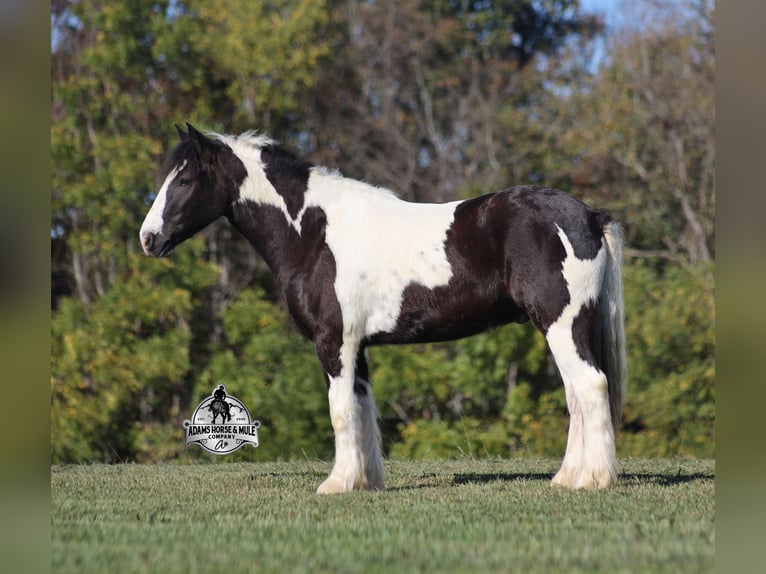 Gypsy Horse Gelding 6 years 14 hh Tobiano-all-colors in Mount Vernon, KY