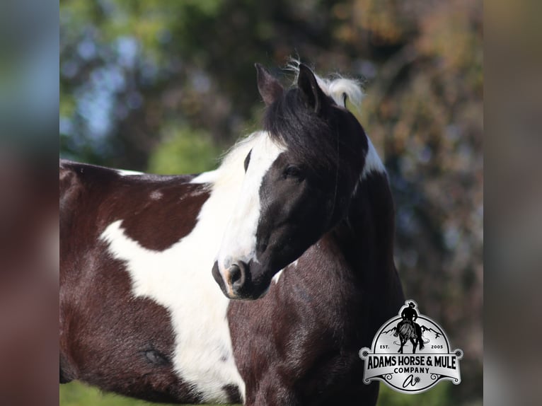 Gypsy Horse Gelding 6 years 14 hh Tobiano-all-colors in Mount Vernon, KY