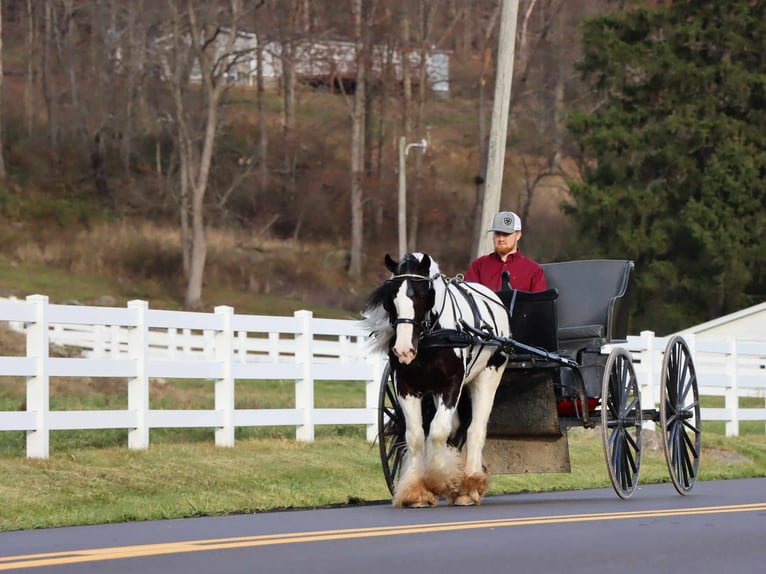 Gypsy Horse Gelding 6 years 14 hh Tobiano-all-colors in Dundee OH