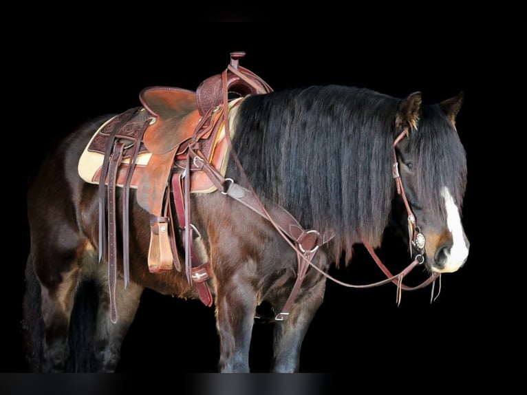 Gypsy Horse Gelding 6 years 14,1 hh Bay in Clarion