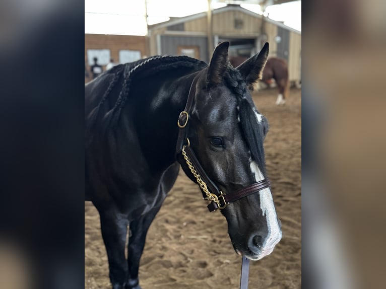 Gypsy Horse Mix Gelding 6 years 14,1 hh Bay in Pickett