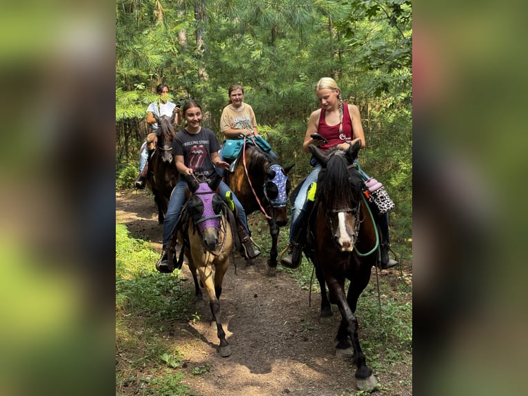 Gypsy Horse Mix Gelding 6 years 14,1 hh Bay in Pickett