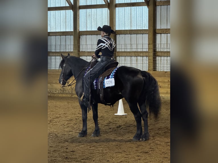 Gypsy Horse Mix Gelding 6 years 14,1 hh Bay in Pickett