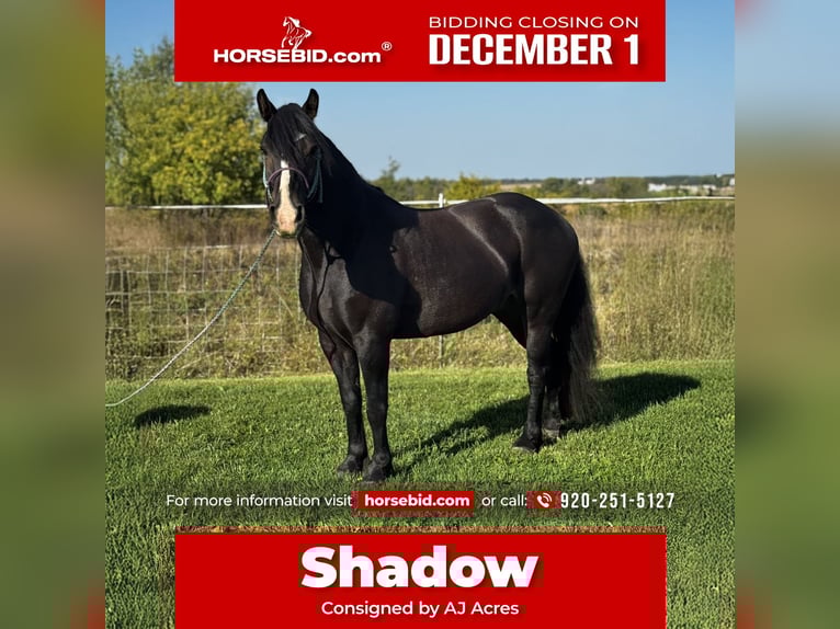 Gypsy Horse Mix Gelding 6 years 14,1 hh Bay in Pickett