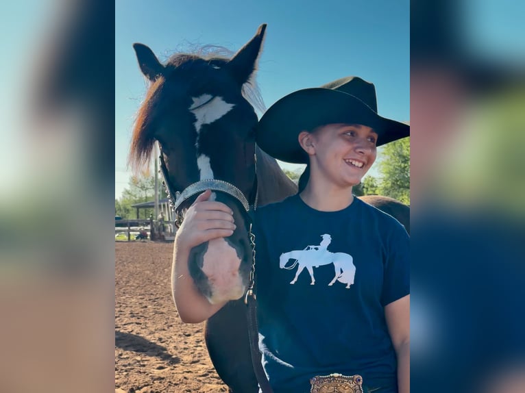 Gypsy Horse Mix Gelding 6 years 14,1 hh Bay in Pickett