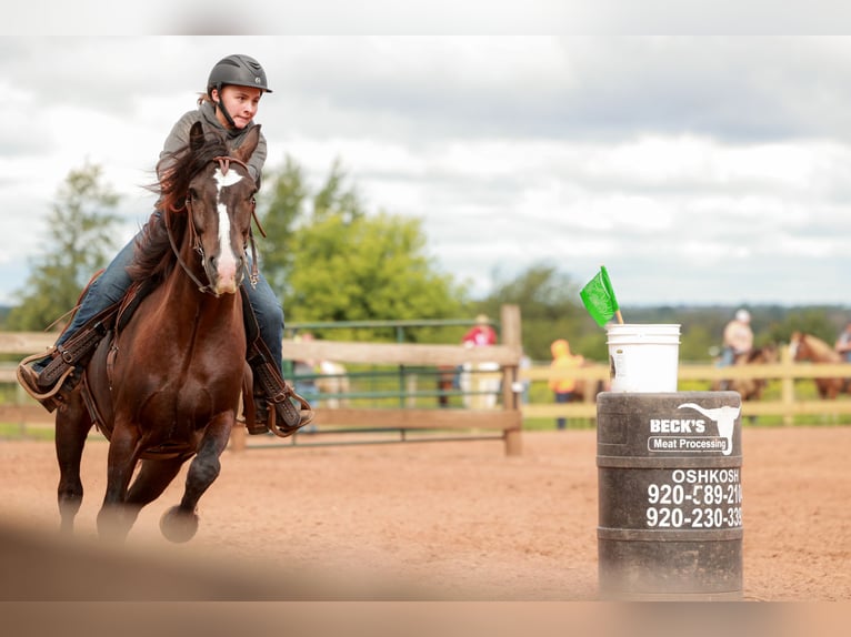 Gypsy Horse Mix Gelding 6 years 14,1 hh Bay in Pickett