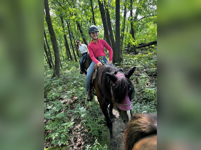 Gypsy Horse Mix Gelding 6 years 14,1 hh Bay in Pickett