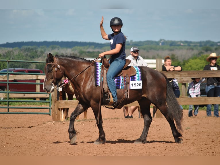 Gypsy Horse Mix Gelding 6 years 14,1 hh Bay in Pickett