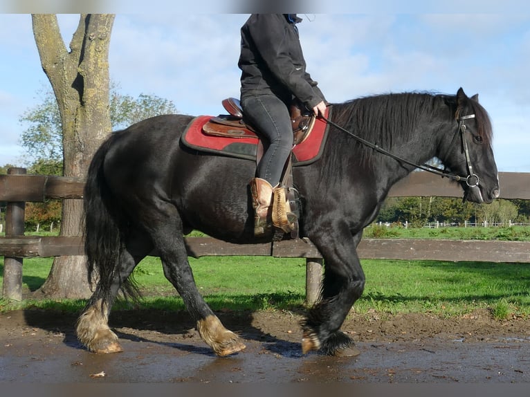 Gypsy Horse Gelding 6 years 14,1 hh Black in Lathen
