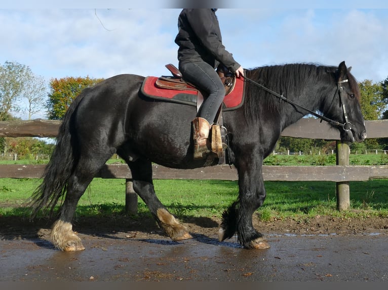 Gypsy Horse Gelding 6 years 14,1 hh Black in Lathen