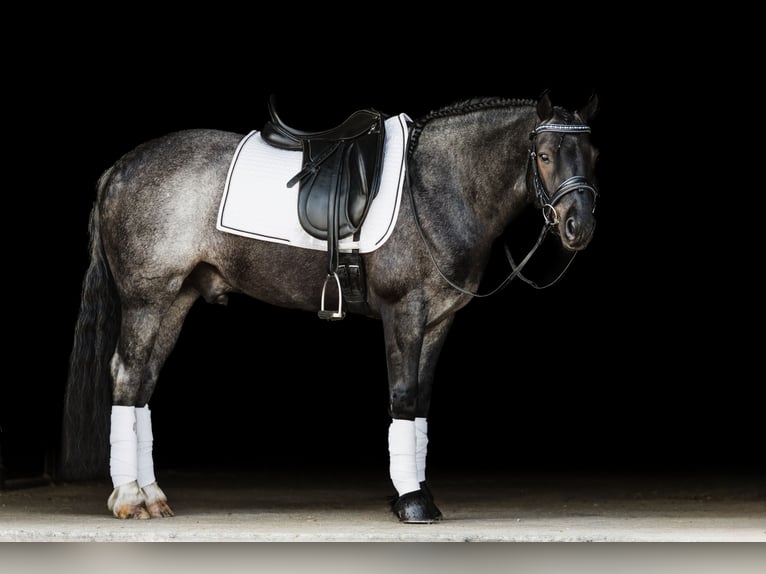 Gypsy Horse Mix Gelding 6 years 14,1 hh Roan-Blue in Ames, IA