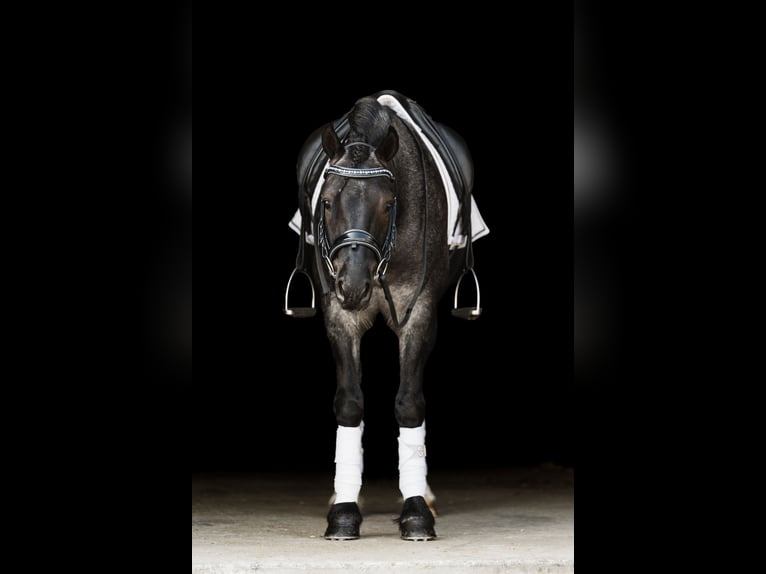 Gypsy Horse Mix Gelding 6 years 14,1 hh Roan-Blue in Ames, IA