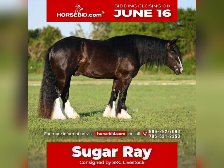 Gypsy Horse Gelding 6 years 14,3 hh Black in Amarillo, TX