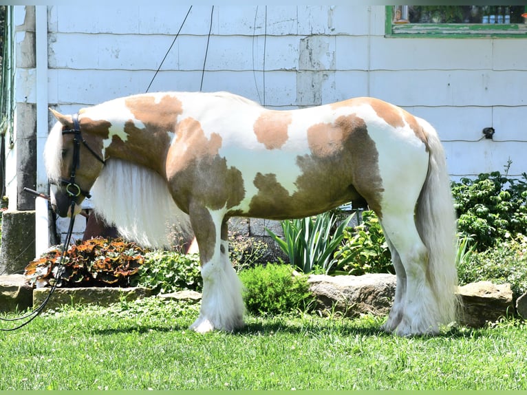 Gypsy Horse Gelding 6 years 14,3 hh in Strasburg, OH