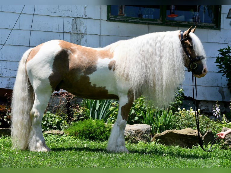 Gypsy Horse Gelding 6 years 14,3 hh in Strasburg, OH