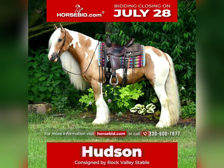 Gypsy Horse Gelding 6 years 14,3 hh in Strasburg, OH