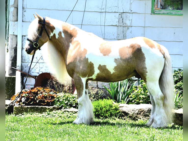 Gypsy Horse Gelding 6 years 14,3 hh in Strasburg, OH