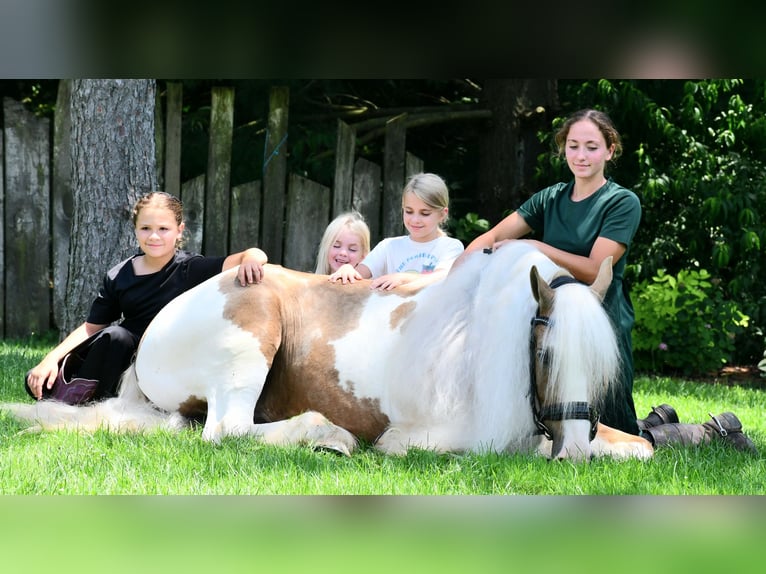 Gypsy Horse Gelding 6 years 14,3 hh in Strasburg, OH
