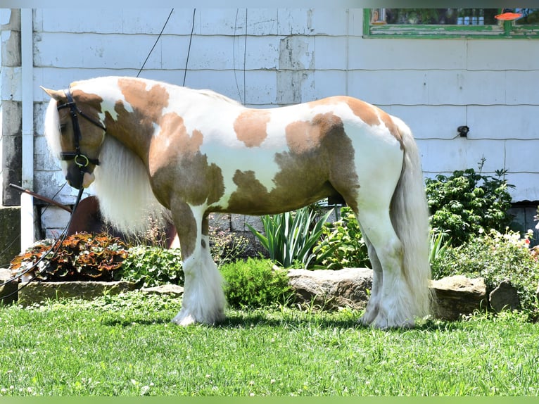 Gypsy Horse Gelding 6 years 14,3 hh in Strasburg, OH