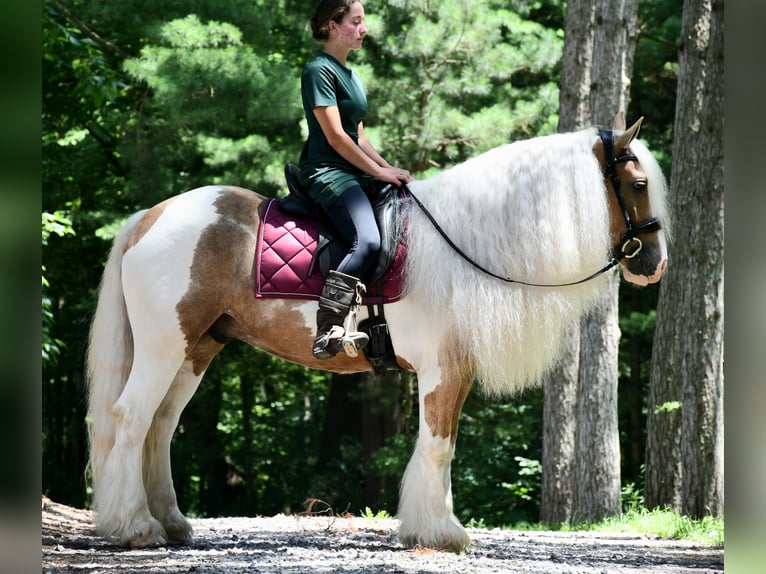 Gypsy Horse Gelding 6 years 14,3 hh in Strasburg, OH
