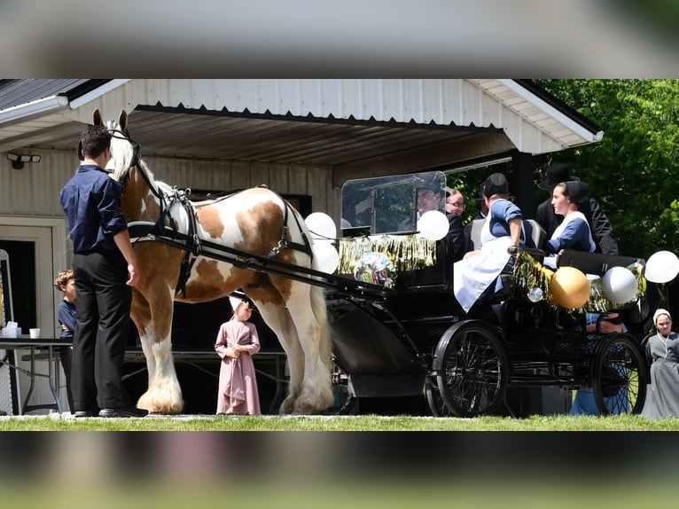 Gypsy Horse Gelding 6 years 14,3 hh in Strasburg, OH
