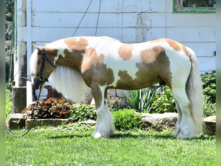 Gypsy Horse Gelding 6 years 14,3 hh in Strasburg, OH