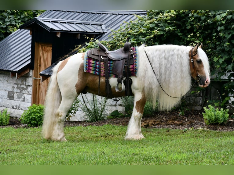 Gypsy Horse Gelding 6 years 14,3 hh in Strasburg, OH
